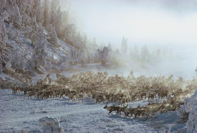 Rentiere, Elche, Karibus oder ähnliche Herde von Tieren in schneebedeckter Winterlandschaft von Dean Conger