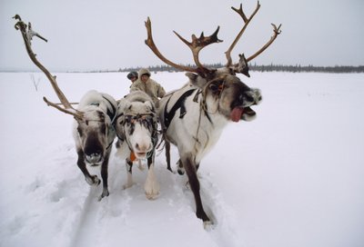 Rentiere ziehen einen Saami oder Lappen auf einem Schlitten durch den Schnee. In der Nähe von Lovozero, Russland. von Dean Conger