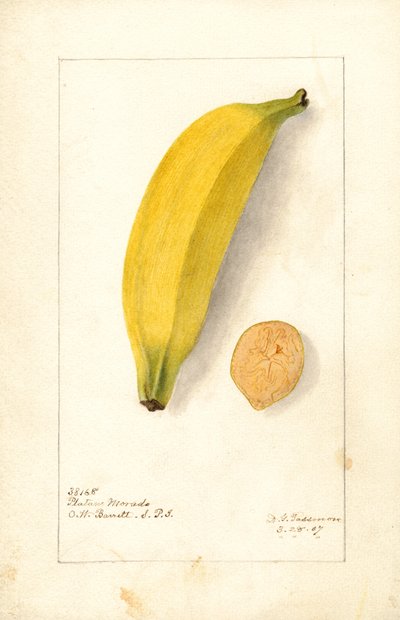 Bananen (Musa: Platano Morado) von Deborah Griscom Passmore
