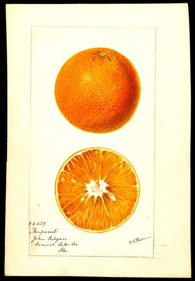 Orangen. Citrus sinensis: Nonpareil von Deborah Griscom Passmore