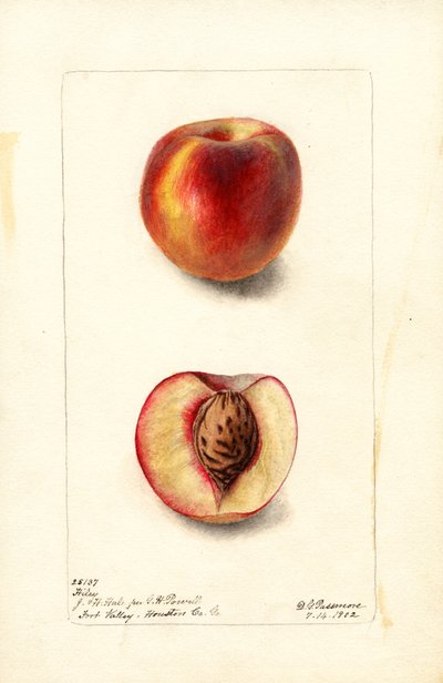 Pfirsiche (Prunus persica: Hiley) von Deborah Griscom Passmore