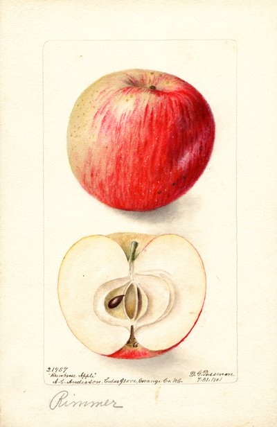 Rimmer-Äpfel (Malus domestica) von Deborah Griscom Passmore