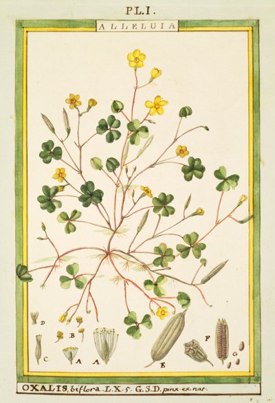 Bermuda-Sauerklee (Oxalis biflora oder pes-caprae), Aquarell von Delahaye von Delahaye Delahaye