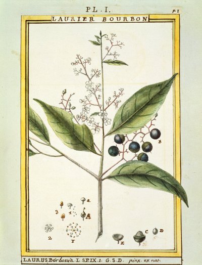 Roter Lorbeerbaum (Laurus borbonia oder Persea carolinensis), Aquarell von Delahaye von Delahaye Delahaye