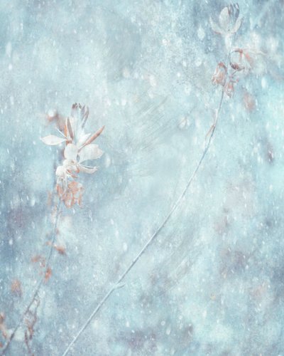 Weiche blaue Winterblumen von Delphine Devos