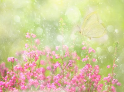 Weicher Sommer-Schmetterling von Delphine Devos