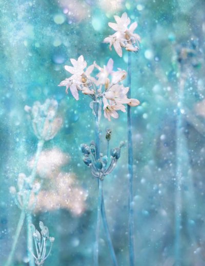 Funkelnde blaue Blumen von Delphine Devos
