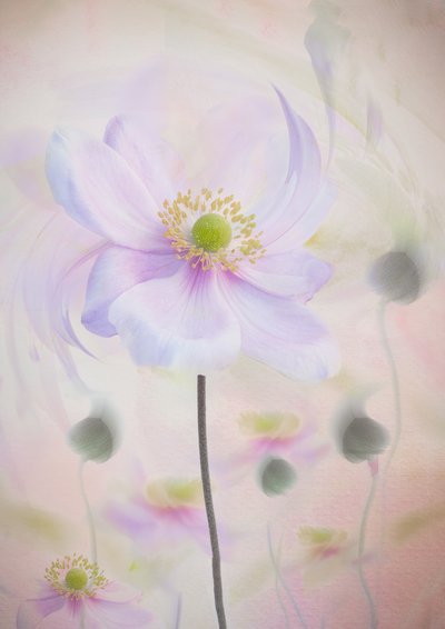 Träumerische Pastellanemone von Denis O Reilly