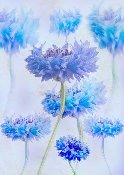 Ätherische blaue Kornblumen von Denis O Reilly