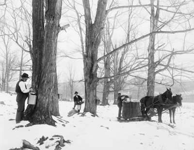 Sammeln von Saft in einem Ahornzucker-Camp in Vermont von Detroit Publishing Co.