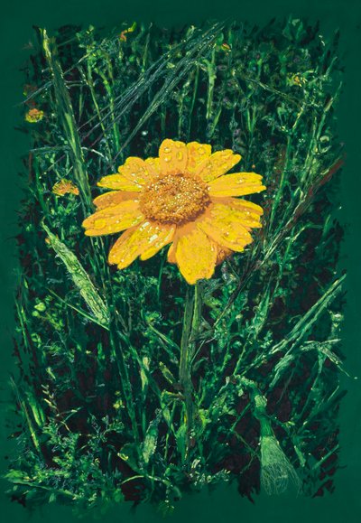 Gelbe Margarite nahe Caparra von Diego Beyro