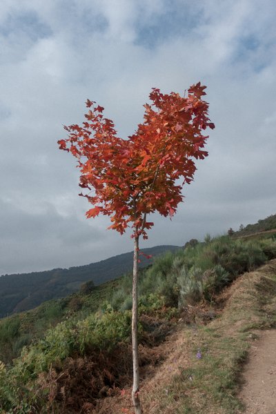 Herzbaum, 2016 von Diego Beyro