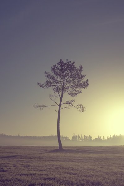 Baum am Weg von Diego Beyro