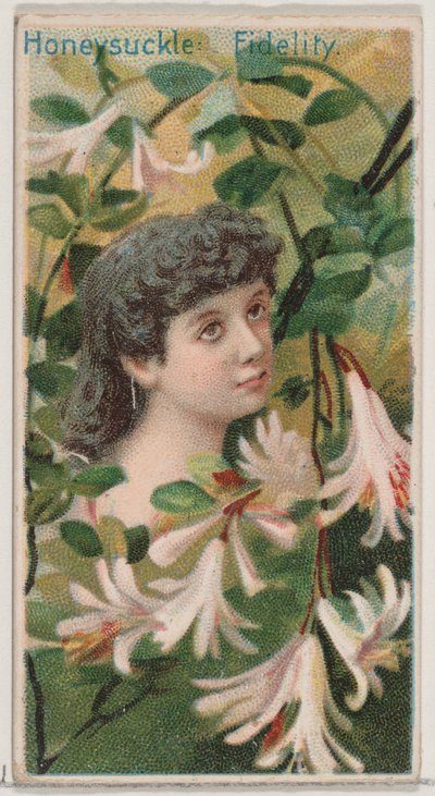 Geißblatt: Treue, aus der Serie Blumenpracht und Blumensprache N75 für D..., 1892 von Donaldson Brothers
