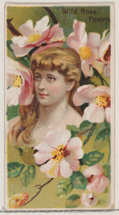Wilde Rose: Poesie, aus der Serie Floral Beauties and Language of Flowers N75 für Duke von Donaldson Brothers