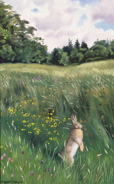 Hase auf einer Wiese von Douglas Anderson