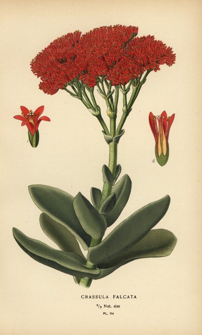 Flugzeugpflanze, Crassula perfoliata var. falcata von Désiré Georges Jean Marie Bois