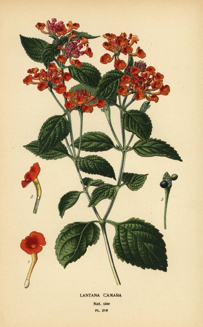 Großer Salbei, Ghaneri oder Wandelröschen, Lantana camara von Désiré Georges Jean Marie Bois
