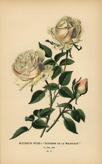 Bourbon-Rose, Souvenir de la Malmaison von Désiré Georges Jean Marie Bois