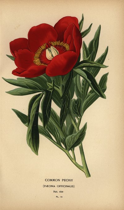 Gemeine Pfingstrose, Paeonia officinalis von Désiré Georges Jean Marie Bois