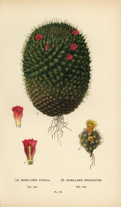 Mammillaria prolifera und Mammillaria rhodantha von Désiré Georges Jean Marie Bois