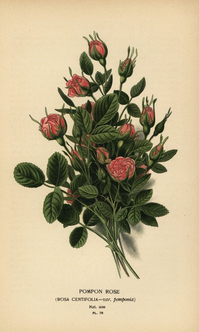 Pomponrose, Rosa centifolia var. pomponia von Désiré Georges Jean Marie Bois