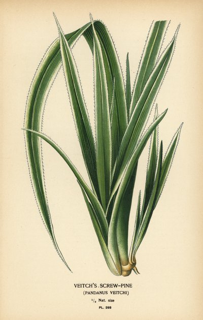 Tahitianische Schraubenpalme, Pandanus tectorius. Chromolithographie nach einer Illustration von Desire Bois aus Edward Step