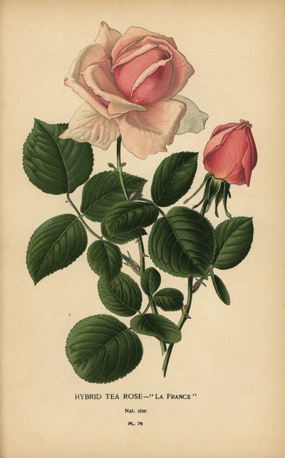 Teerosen-Hybrid, La France, Rosa × odorata von Désiré Georges Jean Marie Bois