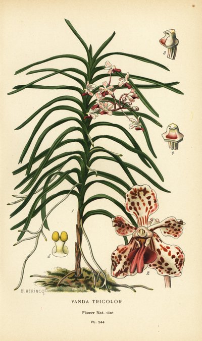 Vanda tricolor Orchidee. Chromolithographie nach einer Illustration von B. Herincq aus Edward Step