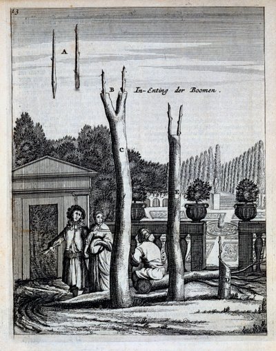 Limonen- und Orangenbäume, aus De Nederlandze Hesperides von Jan Commelin, veröffentlicht 1676 von Dutch School