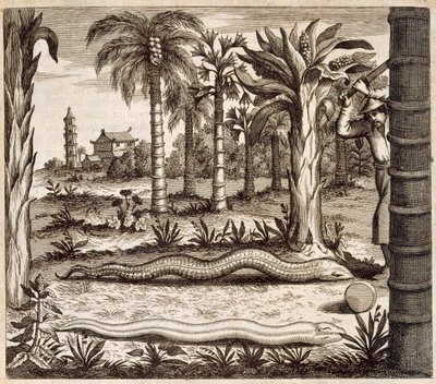 Die Steinschlange, aus China Illustrata von Athanasius Kircher (1601-80), 1667 von Dutch School