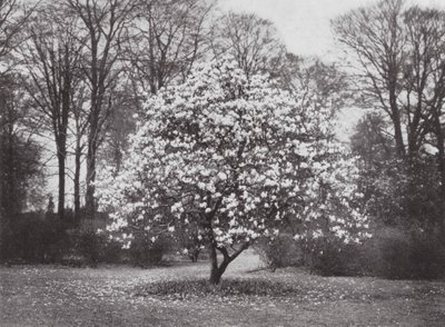 Kew Gardens, ca. 1900 von E. J. Wallis