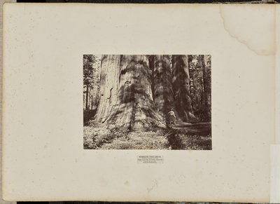 Mammutbaumhain, Calaveras County, Kalifornien. Die Salem Hexengruppe. Durchschnittlich 300 Fuß hoch, 65 Fuß im Umfang von Eadweard J. Muybridge