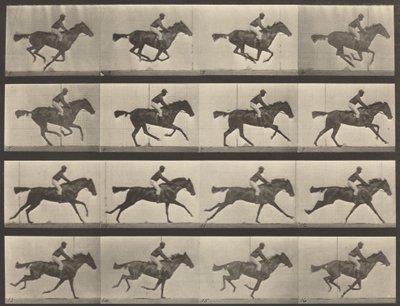 Platte Nummer 626. Galopp, Vollblut-Braune Stute, Annie G., 1887 von Eadweard Muybridge
