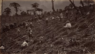 Anlage einer Kaffeeplantage in Antigua de Guatemala, 1875, veröffentlicht 1877 von Eadweard Muybridge