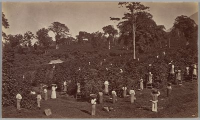 Kaffeeernte, Las Nubes-Guatemala von Eadweard Muybridge