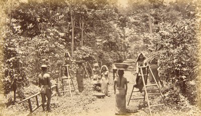 Kaffeeernte in San Isidro--Höhe 1000 Fuß, Guatemala von Eadweard Muybridge