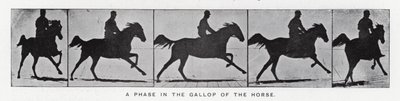 Eadweard Muybridge: Eine Phase im Galopp des Pferdes (s/w Foto) von Eadweard Muybridge