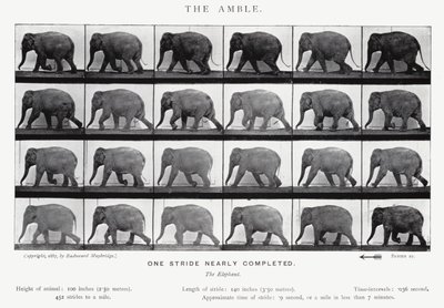 Eadweard Muybridge: Der Schritt von Eadweard Muybridge