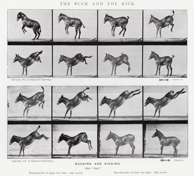 Eadweard Muybridge: Der Bock und der Tritt von Eadweard Muybridge