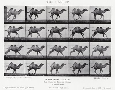 Eadweard Muybridge: Der Galopp von Eadweard Muybridge