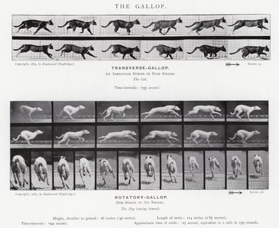 Der Galopp von Eadweard Muybridge