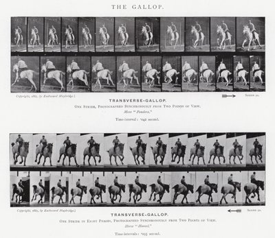 Der Galopp von Eadweard Muybridge