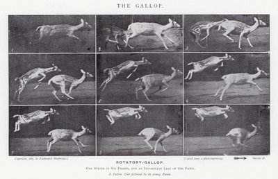 Eadweard Muybridge: Der Galopp (s/w Foto) von Eadweard Muybridge
