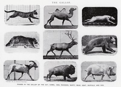 Eadweard Muybridge: Der Galopp (s/w Foto) von Eadweard Muybridge