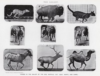 Eadweard Muybridge: Der Galopp (s/w Foto) von Eadweard Muybridge