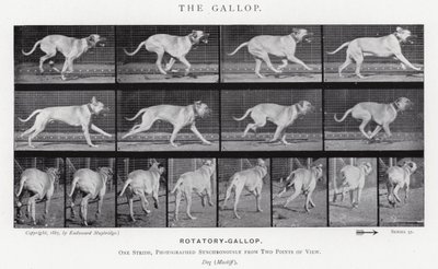 Der Galopp von Eadweard Muybridge