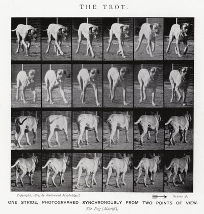 Eadweard Muybridge: Der Trab von Eadweard Muybridge