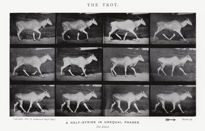 Eadweard Muybridge: Der Trab von Eadweard Muybridge