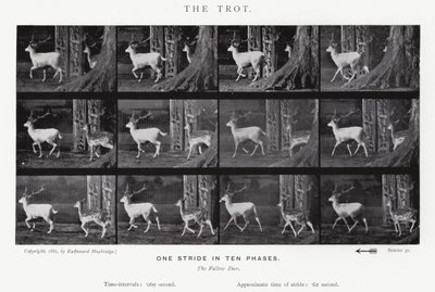 Der Trab von Eadweard Muybridge